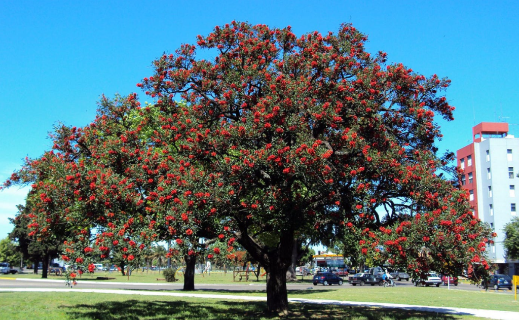 ¿Cuál es el árbol autóctono de&nbsp;Argentina?