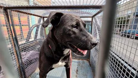 Shock en Mar del Plata: detienen a una mujer por abusar de su&nbsp;perro