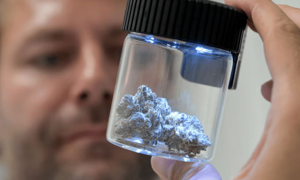 Gobierno redefine el Reprocann: nuevas categorías y obligaciones para cannabis&nbsp;medicinal