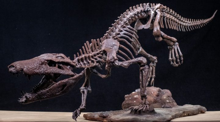 Cocodrilo fósil hallado en Patagonia vivió junto a los últimos&nbsp;dinosaurios