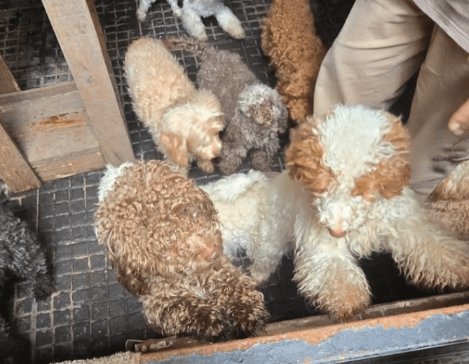 Rescatan 14 caniches de un criadero ilegal en&nbsp;Flores